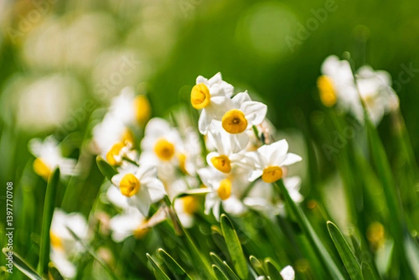 Fototapeta 春の日差しを浴びる水仙
