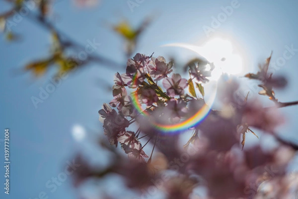 Obraz 春の光を浴びる桜
