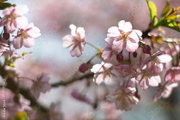 Obraz 春の光を浴びる桜
