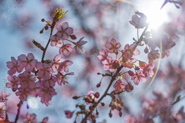 Fototapeta 春の光を浴びる桜
