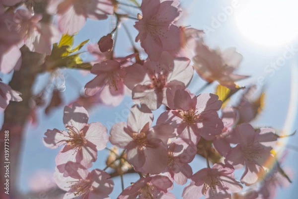 Fototapeta 春の光を浴びる桜

