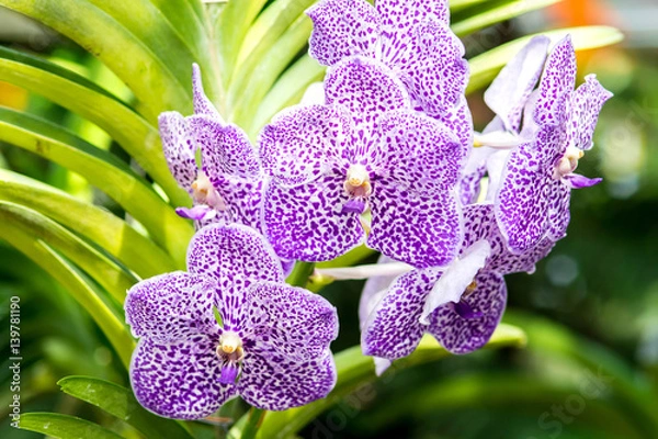 Obraz vanda orchids flower