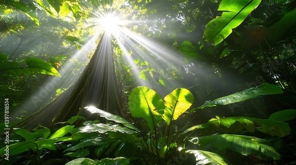 Obraz Sunlight filtering through the lush canopy of a tropical rainforest.