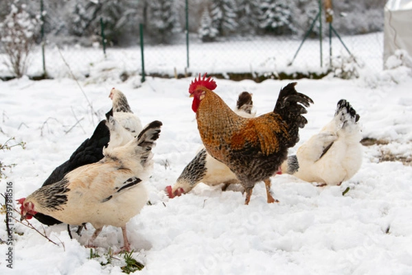 Obraz Poule et coq en liberté se promenant dans la cour du poulailler, le sol recouvert de neige, en hiver.