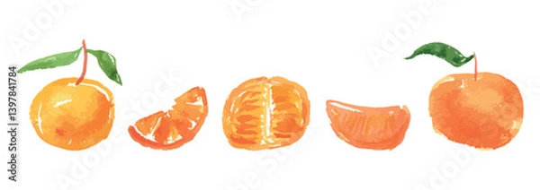 Fototapeta Watercolor drawings of tangerine, mandarin, citrus fruits, slices, half, whole, vector illustration isolated on white
