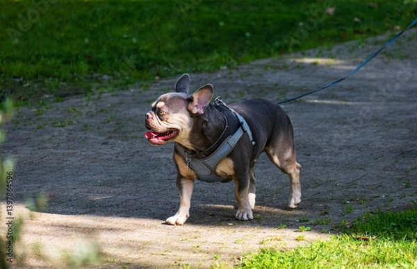 Fototapeta French Bulldog on Leash Enjoying a Sunny Walk in the City Park