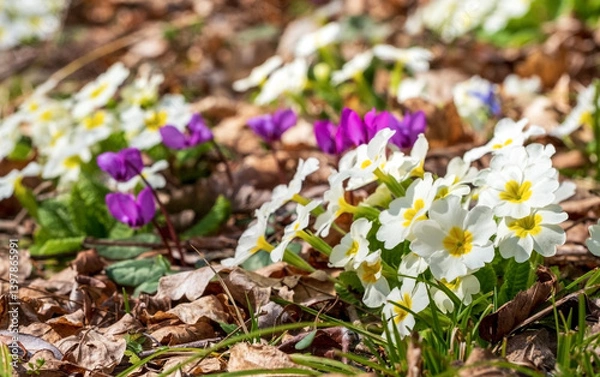 Fototapeta Spring Forest Carpet with Blooming Primroses and Cyclamens in Natural Habitat