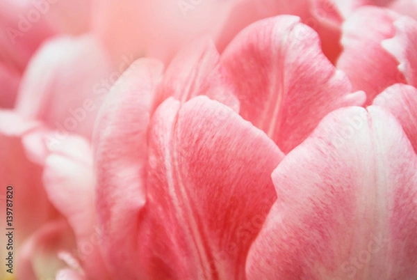 Fototapeta Close-up of pink tulip petals, a blurred floral background with details.