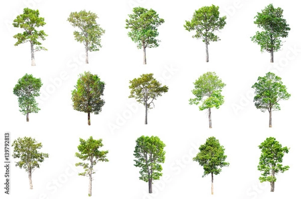 Obraz Isolated Trees on white background , The collection of trees.