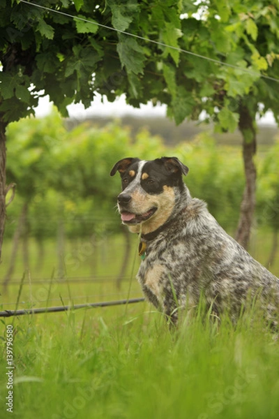 Obraz vineyard farm dog