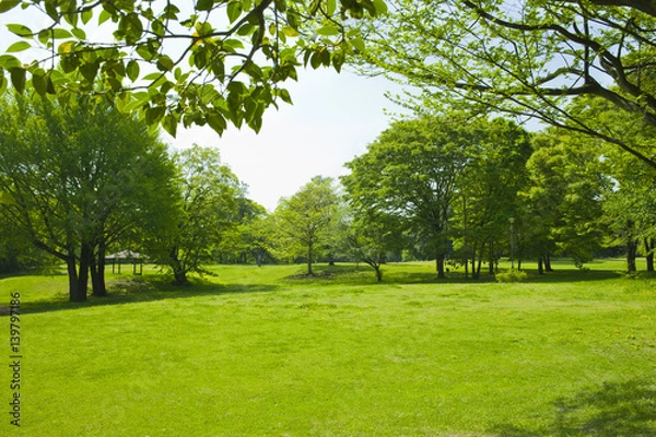 Fototapeta 新緑の公園