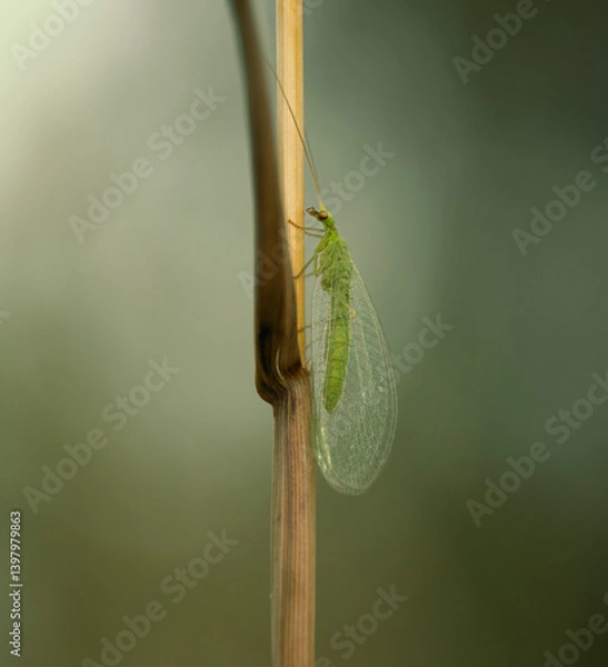 Obraz a soft green insect with transparent mesh wings is called a lacewing.