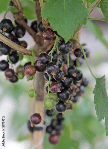 Obraz Schwarze Johannisbeere Tsema 
