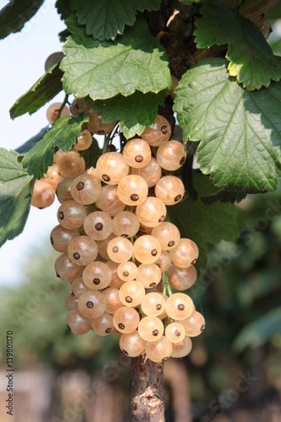 Obraz Johannisbeere Ribes rubrum Zitavia