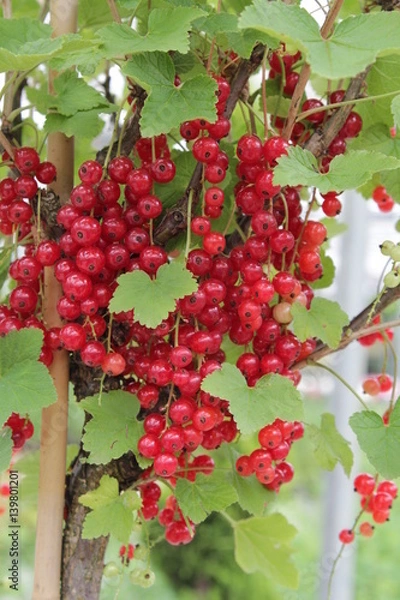 Obraz Rote Johannisbeere Rote Vierländer