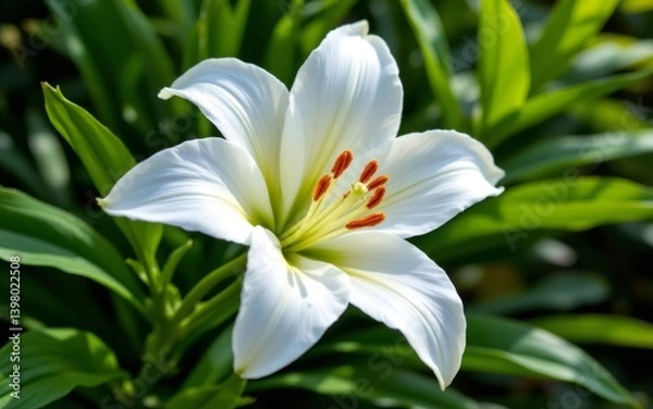 Fototapeta A close-up view of a white lily flower showcasing its delicate petals and vibrant orange stamen
