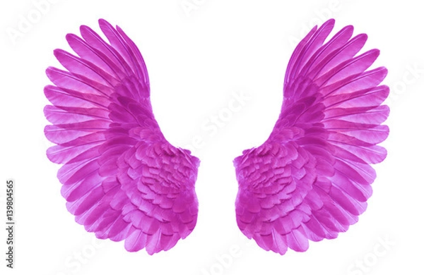 Obraz Pinion on the sprawling white