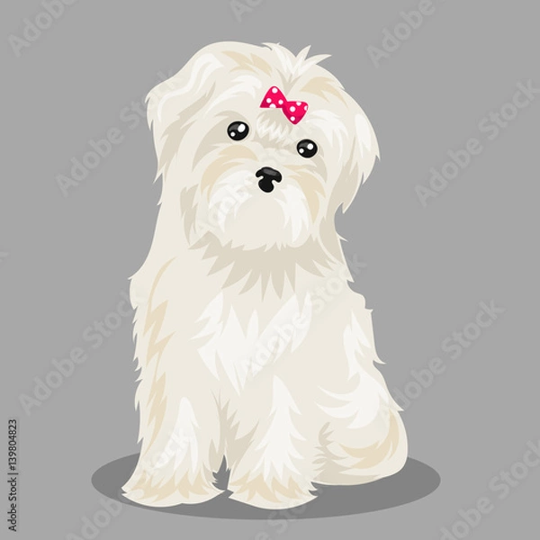 Fototapeta white "bichon frise" dog at one color background