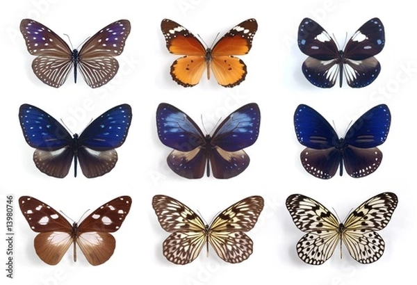 Obraz Danaidae