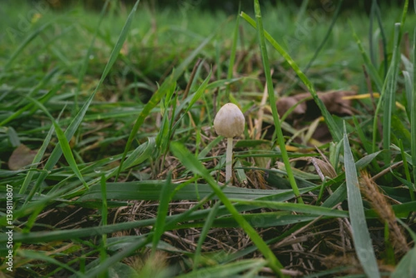 Obraz Mushroom is sitting on the grass