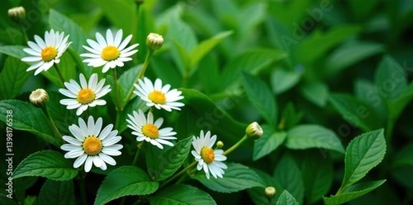 Fototapeta White daisies and green leaves on a lush greenery background,  beautiful,  floral