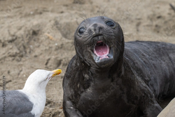 Fototapeta baby elephant seal with gull