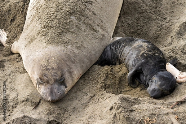 Fototapeta newborn elephant seal on shore with mother