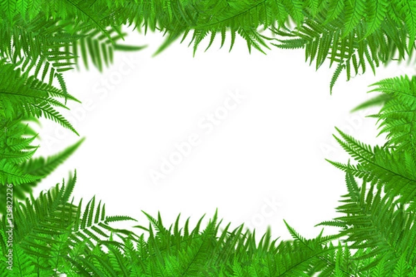 Fototapeta leaf isolate nature