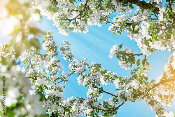 Fototapeta Blooming white apple blossom on background of blue sky. Happy Passover background. Spring Easter background. World environment day. Easter, Birthday, womens day holiday. Top view. Mock up.