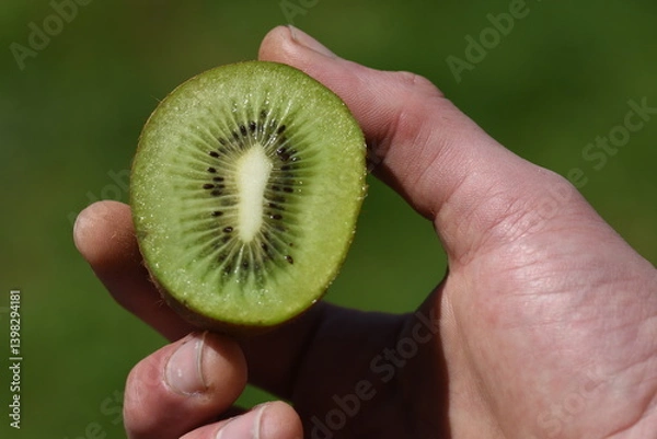 Obraz kiwi cut in half macro 