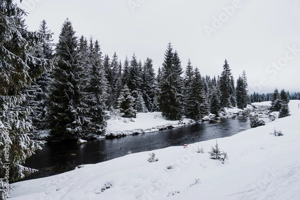 Fototapeta Scenic view to the winter wonderland of wilderness around Jizera river with snow covered deep forest and snow meadows evokes adventure, pure nature and nordic landscape on Polish-Czechia border