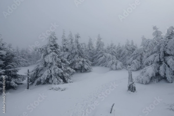 Fototapeta A harsh winter foggy weather on the top of the Jizera mountains at the end of the day with ice frozen spruce trees and snow everywhere evokes dramatic adventure when hiking in the snow wonderland