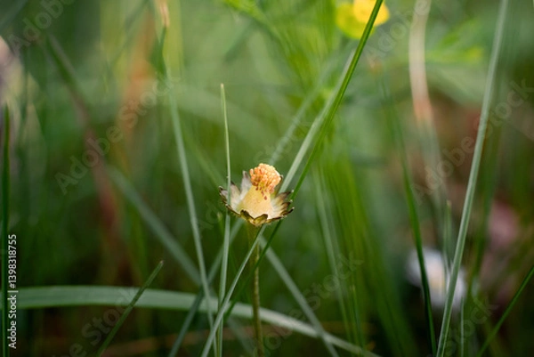 Fototapeta Close up photo of the  lonely yellow flower deep in green grass