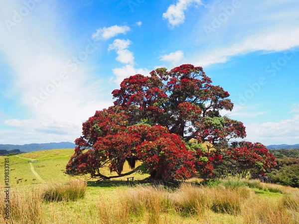 Fototapeta Pohutukawa native christmas tree in New Zealand 