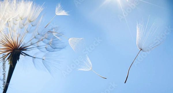 Fototapeta flying dandelion seeds on a blue background