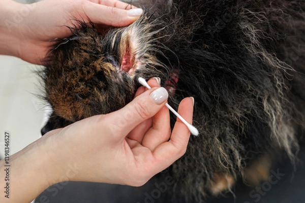 Fototapeta Groomer cleans the dog's ear with a white cotton swab of the little Pomeranian breed.