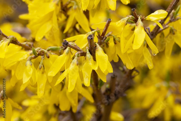 Obraz Yellow Flowers with Water Droplets After Rain – Close-Up Nature Background