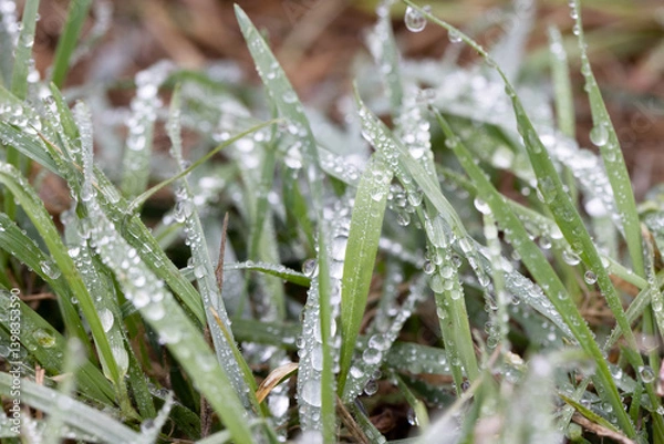 Obraz Green Grass with Dew Drops – Macro Nature Background