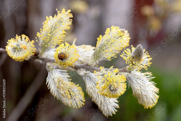 Obraz Spring Willow Flowers – Macro Photo of Blooming Catkins