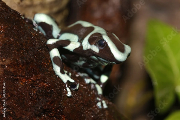 Obraz Dart Frog 1