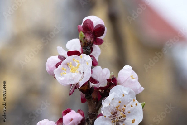 Obraz Spring Cherry Blossoms – Macro Photography of Blooming Flowers
