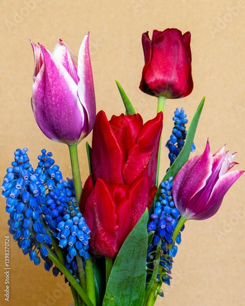Obraz tulipes multicolores bleues rouges violets