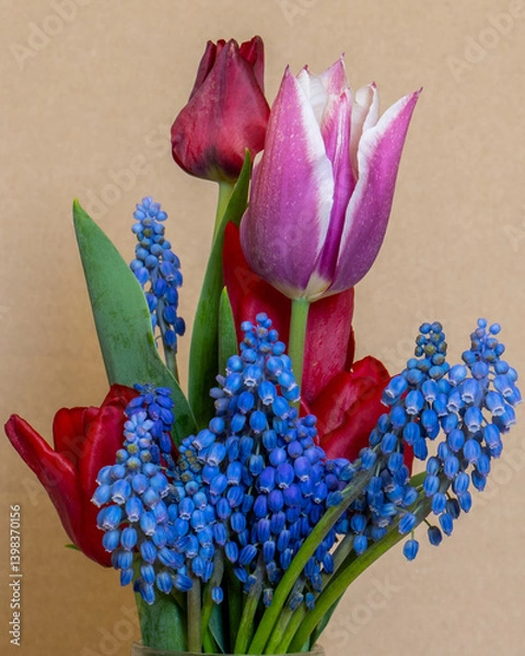 Obraz tulipes multicolores bleues rouges violets