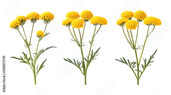 Fototapeta Pack of Tansy Set Against Transparent Background for Botanical or Nature Projects