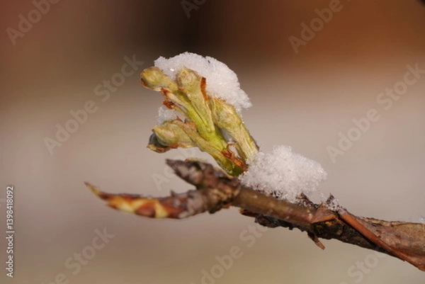 Obraz snow on pear buds close up