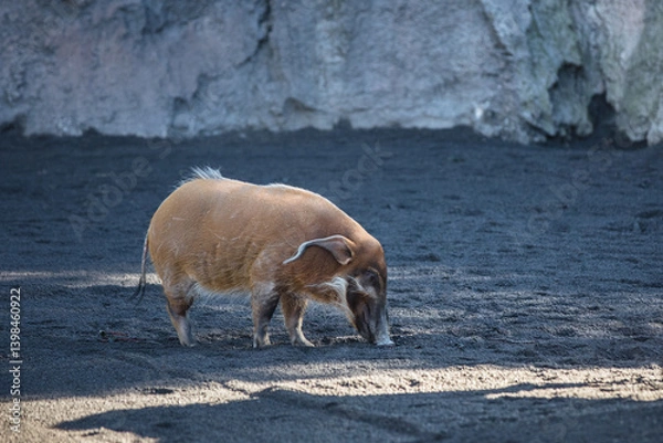 Obraz Red River Hog