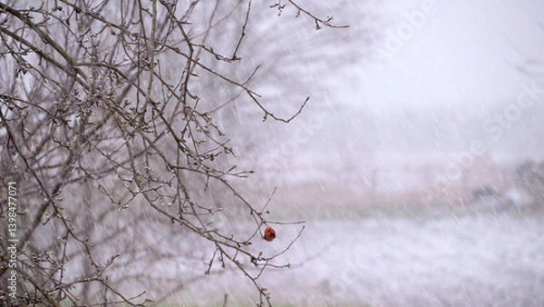 Obraz heavy snow falls in spring