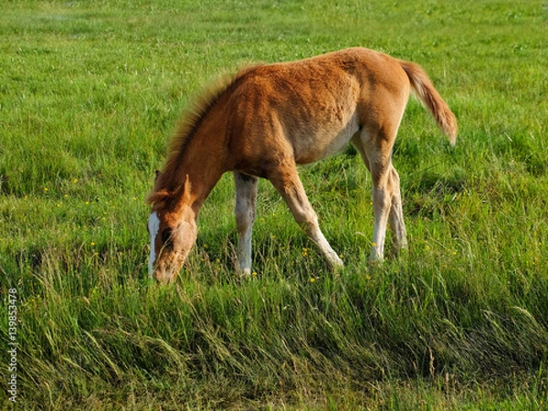 Obraz Little foal grazing in field