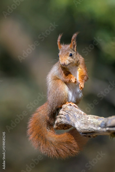 Obraz Eichhörnchen, Sciurus vulgaris, squirrel