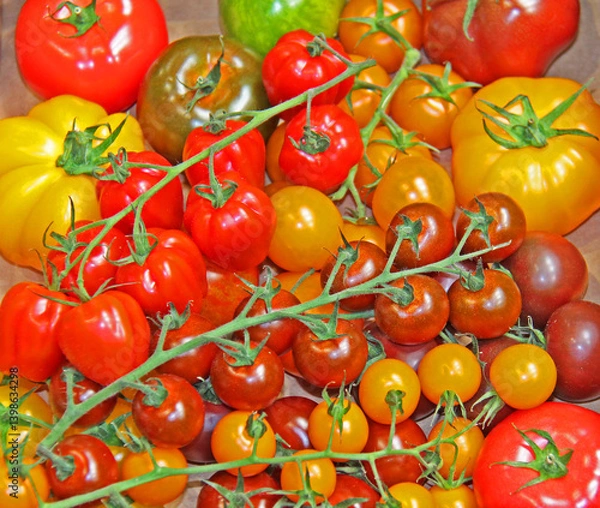 Fototapeta A Collection of Various Colours and Sizes of Tomatoes.